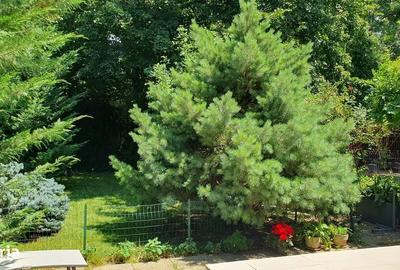 Casă individuală cu 4 camere cu Canalizare în Băneasa - 11