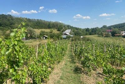 Casă cu 5 camere în Carcadiești