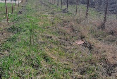 Teren de 694 mp, în Crevedia - 3