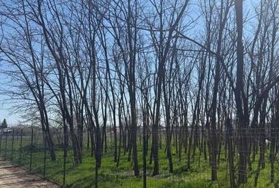 Teren de 800 mp, în Gruiu - 1