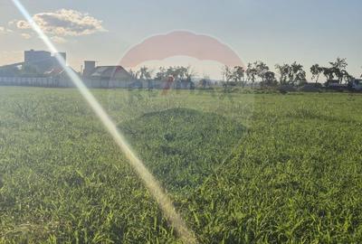 Teren 5,000mp Rusi-Ciutea / Strada Margaretelor - 10