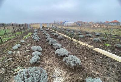 RECO Casa renovata Madaras - 15