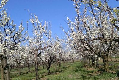 Casă cu 5 camere cu Teren 5500 Mp în Teslui - 1