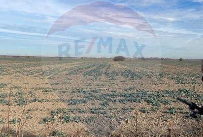 Teren de 66667 mp, în Ulmi - 5