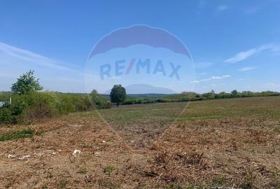 Teren Construcții intravilan de 1628 mp, în Paleu - 4