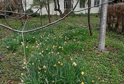 Casă în Băile Herculane - 2