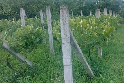 Casa tip cabana cu livada jud Alba - 3