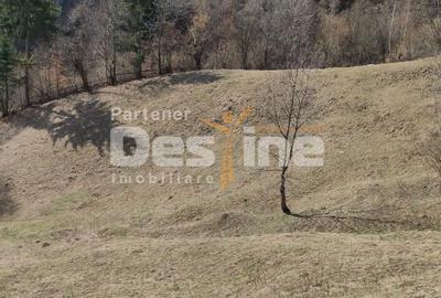 Teren agricol extravilan de 5000 mp, în Rucăr - 2