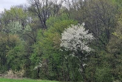 Izvorani Loturi de 500mp langa Padurea Snagov locatie de vis - 1