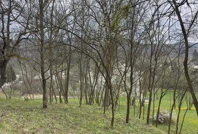 Teren intravilan de 3513 mp, în Sultanu - 6