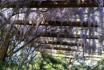 Vanzare vila deosebita mobilata si utilata Corbeanca - 60