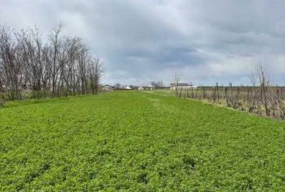 Teren de 6100 mp, în Corod - 4