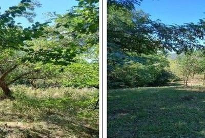 Teren Buciumeni, ID: R2431873 - 1