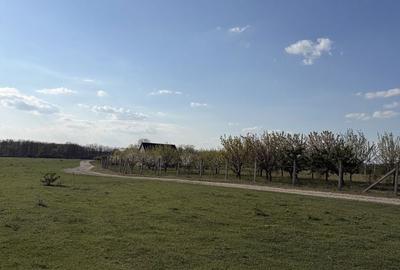 Spațiu comercial, în Păușa - 7