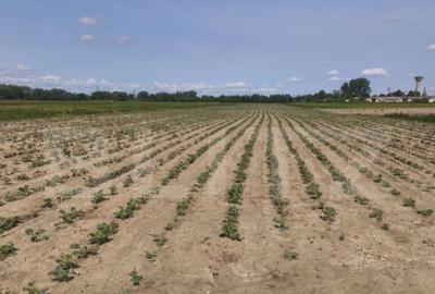 Teren extravilan, 1ha,zona centurii Radauti - 3