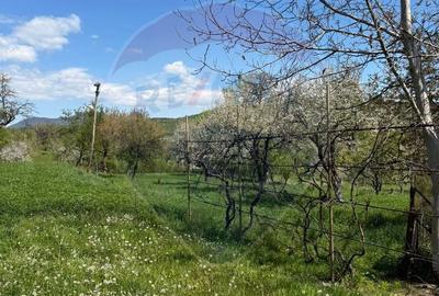 Casă cu 3 camere decomandat cu Teren 3000 Mp în Copalnic - 17