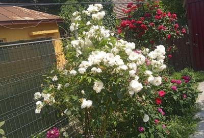 Casă cu 3 camere cu Teren 288 Mp în Lehliu - 2