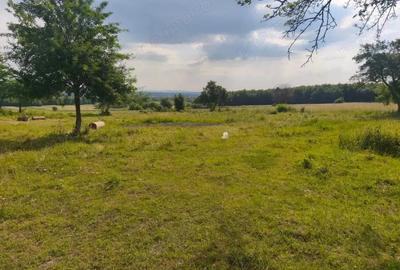 Casa+teren 5000mp, 70ml la DN 2E, zona Cacica, Radauti - 10