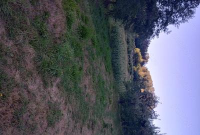 Teren de 9800 mp, în Pietrari - 2