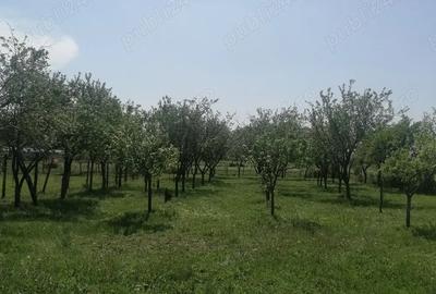 Casă cu 2 camere cu Teren 1700 Mp în Husasău de Tinca - 9