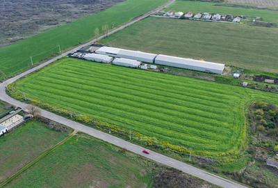 Teren agricol intravilan de 7811 mp, în Ciolpani - 4