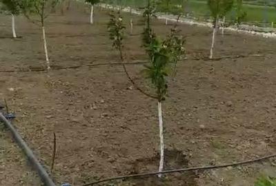 Casă cu 6 camere cu Teren 2500 Mp în Milcovul - 4