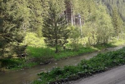 Padure virgină, de vanzare - 2