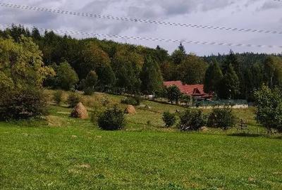 Teren de 11000 mp, în Valea Doftanei - 3