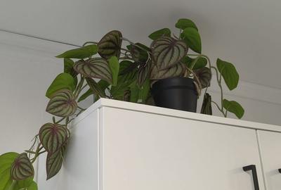 Chirie, 2 camere, West Residence. 430 E/lună (neg). Comision 0 - 15