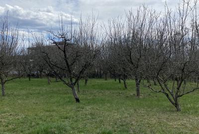 Teren în Pruni - 8