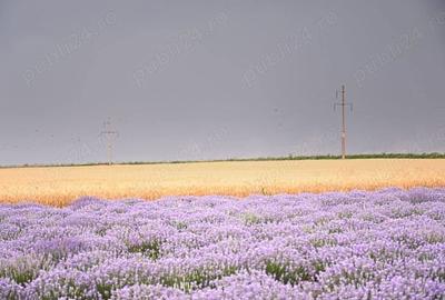 Teren de 37500 mp, în Borcea - 1