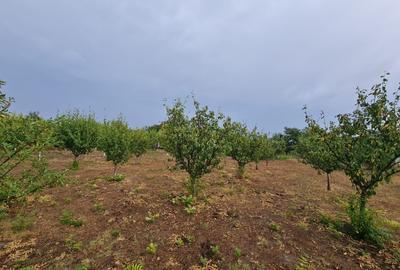 Casă cu 4 camere în Munteni-Buzău - 8