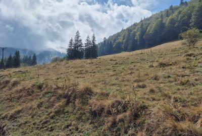 Teren agricol extravilan de 5000 mp, în Glăjărie - 8