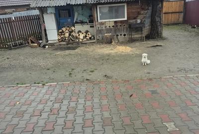 Casa de vinzare linga rupea jud bv - 4