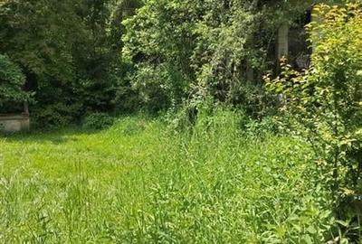 Domeniu verde autentic,  +5.000mp, front la DJ, Valcele, Brasov -- Covasna - 10