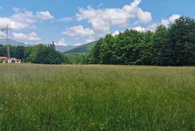 Teren intravilan de 5000, plat, orizontal la poalele muntelui, pe malul Doftanei Teren intravilan de 5000, plat, orizontal la poalele muntelui, pe malul Doftanei - 1
