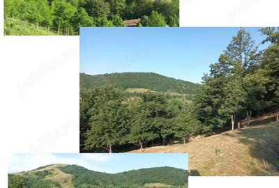 Casă cu 5 camere cu Teren 70000 Mp în Gârliște - 5