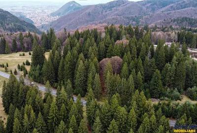 Teren de 1000 mp, în Poiana Brașov - 4