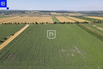 Teren agricol extravilan de 10000 mp, în Orășeni-Deal - 6