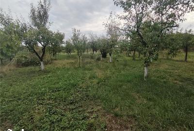 Casă cu 5 camere cu Teren 1550 Mp în Suplacu de Barcău - 11