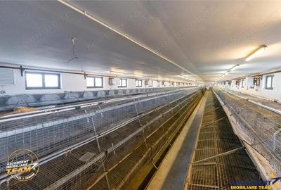 FILM! Ferma de iepuri,Malnas,Covasna: domeniu industrial comercial,asset UE - 11