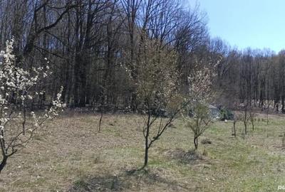 Teren de 4466 mp, în Hârsa - 9