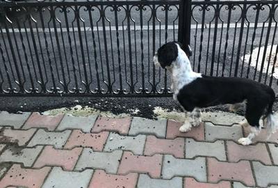 Casă cu 5 camere în Central - 6