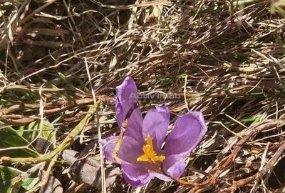Casă cu 12 camere cu Teren 1000 Mp în Români - 13