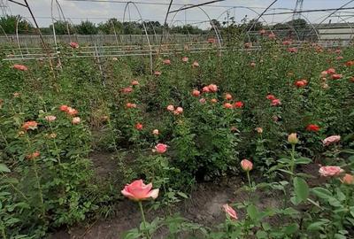 Spațiu comercial, în Mlecănești - 7