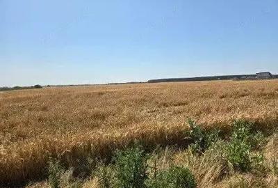 Teren extravilan cota parte 1/2, Magurele, ID: R2641535 - 7