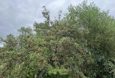 Casă cu 4 camere în Sântămăria-Orlea