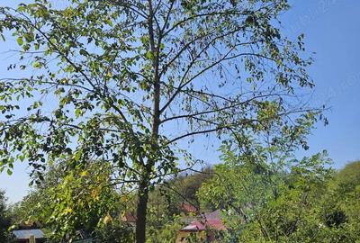 Teren de 2250 mp, în Smeura - 5