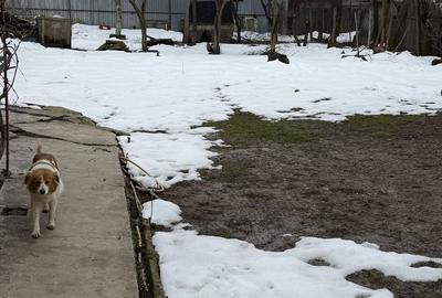 Casă cu 4 camere cu Teren 891 Mp în Grădiștea - 3