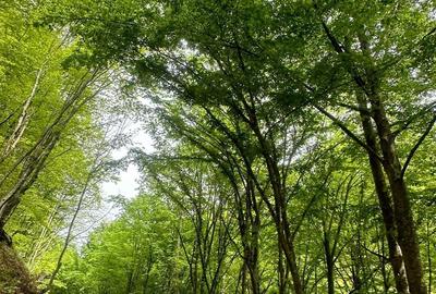 Spațiu comercial, în Vale